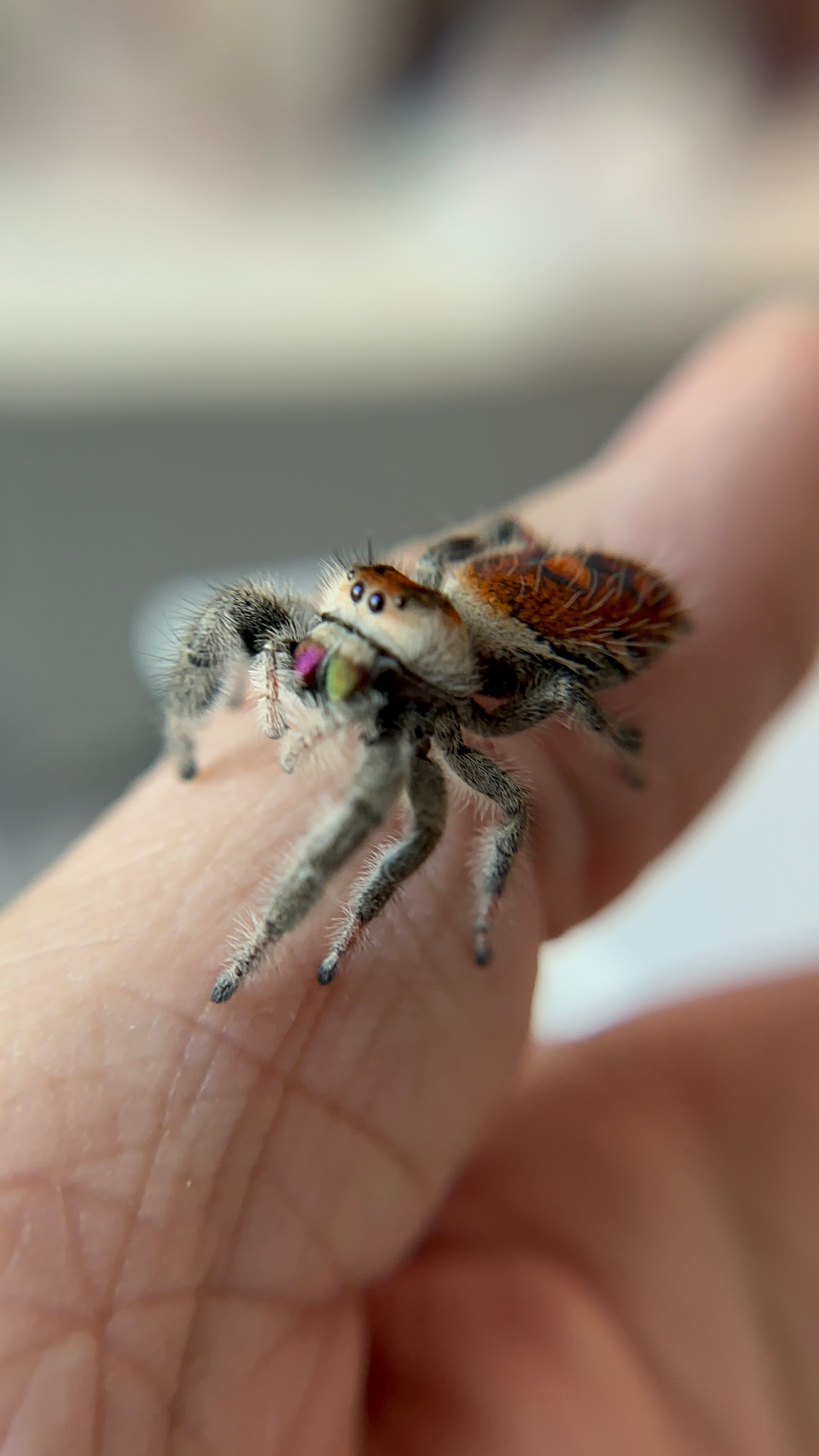 In the Mood for a Spood? Meet the up-and-coming pet: the Regal Jumping  Spider, Community